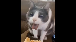 Best Funny Cats 🐱 Best Funny Dogs 🐶 and Funniest Animals 2023 😁 by Yuppy Pets 24 views 4 months ago 12 minutes, 35 seconds