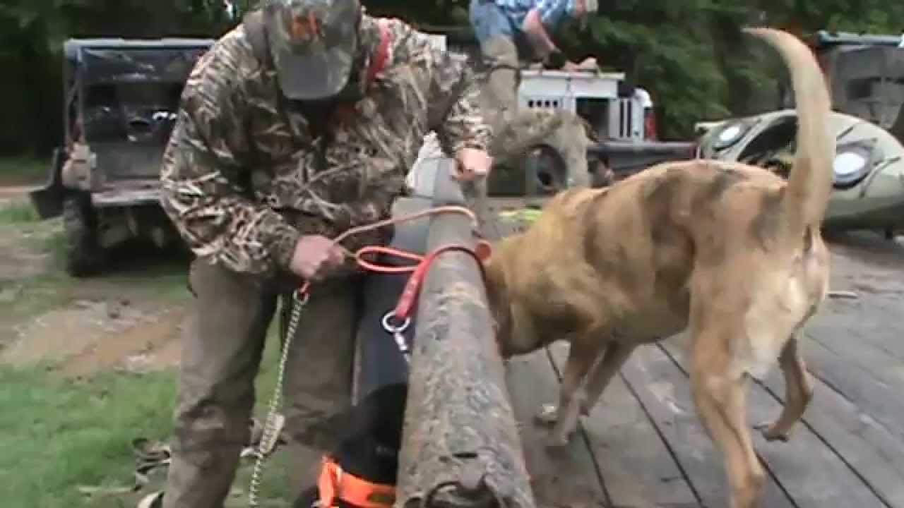 Hog Hunting Arkansas 2015 YouTube