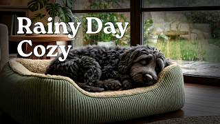 3 HOURS Cozy Rainy Day with a Sleeping Cockapoo Puppy 🌧️ | Soft Breathing & Gentle Rain Ambience screenshot 2