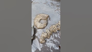 Heavily Pyritised Ammonite fossil! #shorts #fossils #gold #pyrite #fossilhunting #ammonite