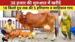 38 हजार की शुरुआत में खरीदें , 18 किलो दूध तक की 5 हरियाणा व साहिवाल गाय , Madhav Dairy Farm ,