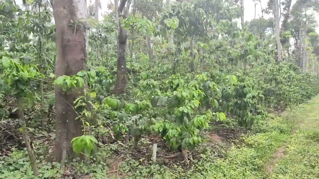 7acre robusta plantation sale in Mudigere Chikmagalur dist