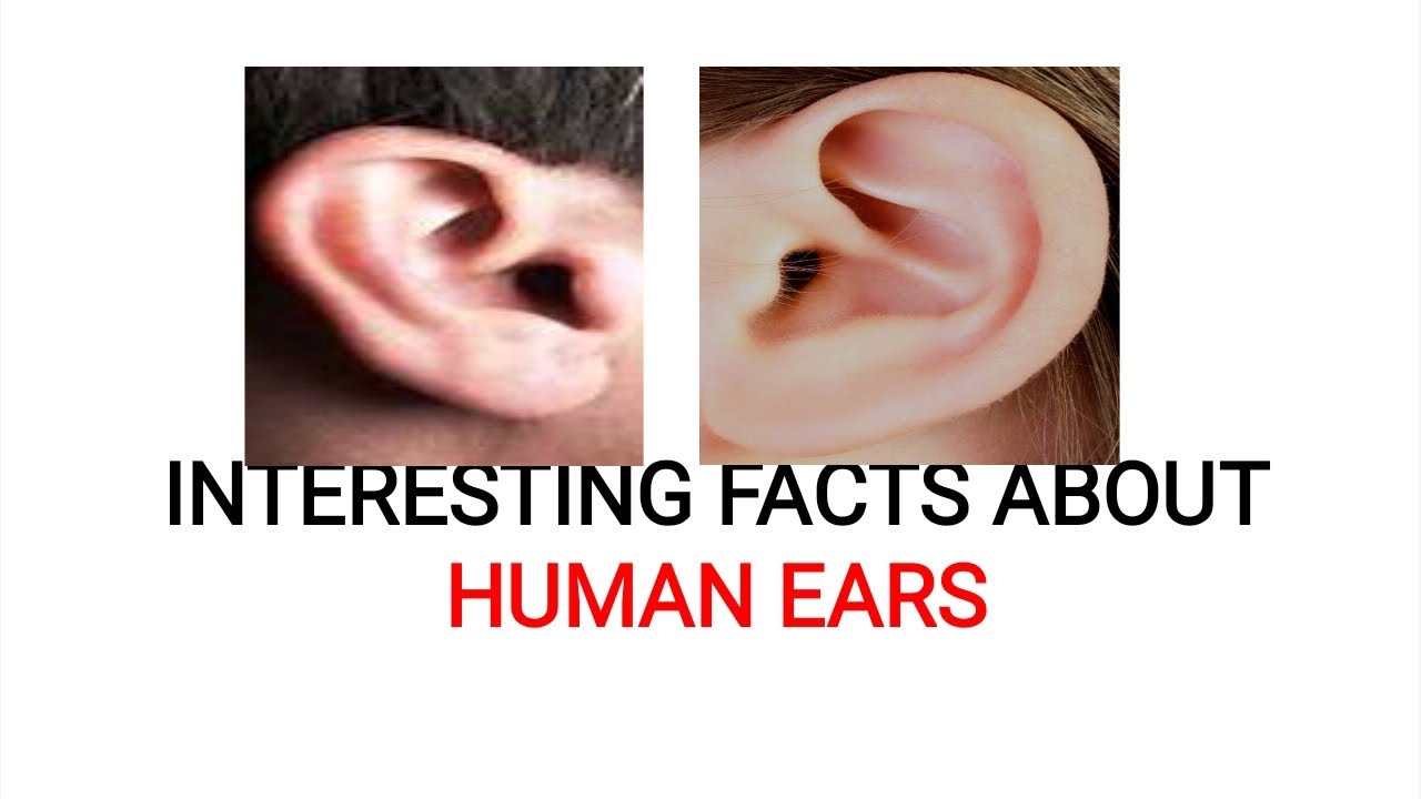 HUMANEARS INTERESTINGFACTSABOUTHUMANEARS INTERESTING FACTS ABOUT EARS