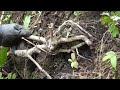 【根上り素材】 マルバウツギの山採り ♯387