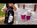 Chó Phốc Sóc Mini - Funny and Cute Dog  Pomeranian😍🐶 #14