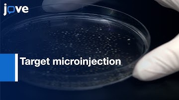 Target microinjection to developing Kidney | Protocol Preview