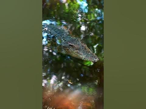 how many people die from crocodile every year? #crocodiles - YouTube