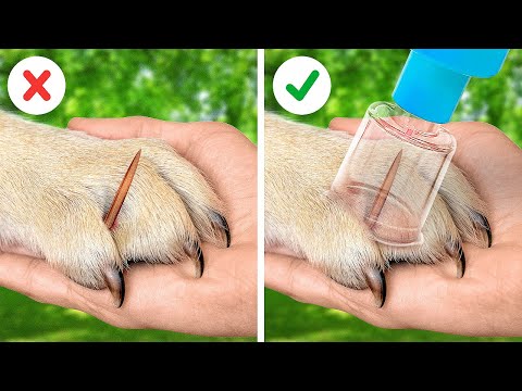 Thumbnail for USEFUL GADGETS AND HACKS FOR PET OWNERS
