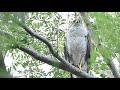 2021/06/27オオタカ メス NorthernGoshawk