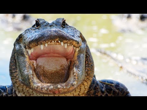 Alligator eats Python 06, Time Lapse Speed x1