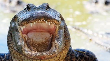 Alligator eats Python 06, Time Lapse Speed x1