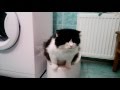 Автоматический туалет для кошек и мелких собак Kopfgescheit (Sly Cat, PetWC)