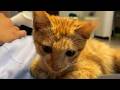 焦げた尻尾の子猫を拾った女性。10年後、愛情に包まれた日々の中で見せた“奇跡の変化”に涙が止まらない【感動】