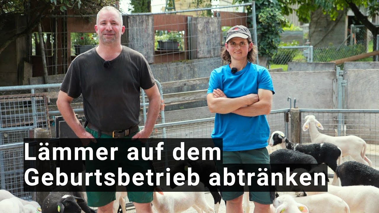 Lämmeraufzucht – Abtränken auf dem Geburtsbetrieb