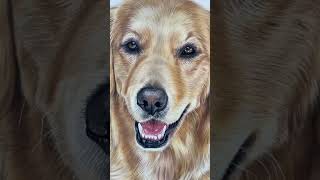Realistic golden retriever drawing ✍🏼 #artistlife #art #learntodraw #howtodraw #artist #dogportrait Realistic golden retriever drawing ✍🏼 #artistlife #art #learntodraw #howtodraw #artist #dogportrait
