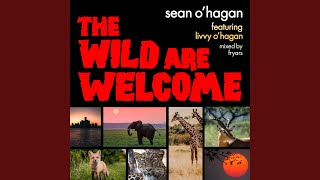 Video thumbnail of "Sean O’Hagan - The Wild Are Welcome"