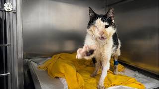 His paws grabbed us... and what happened next left us speechless.