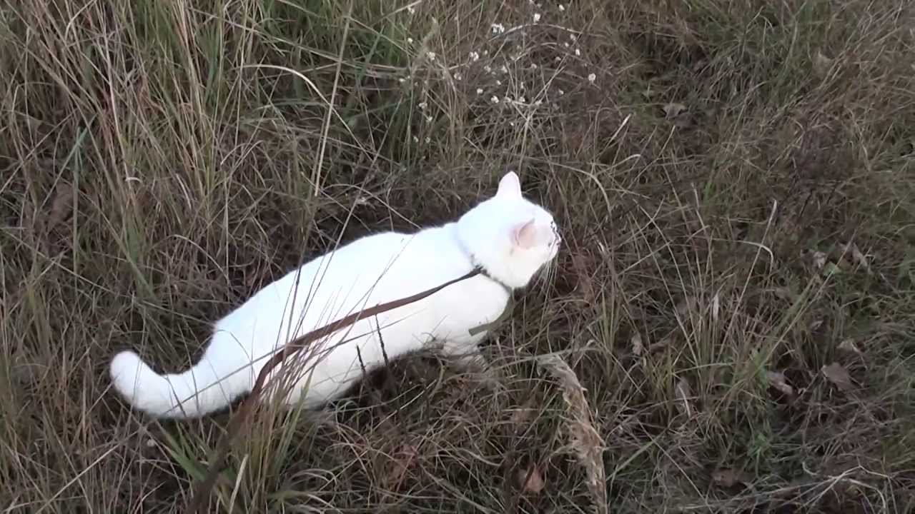 Черно белый кот гладкошерстный. Деревенская кошка мурка. Кот барсик чёрно белый. Котенок. Кот васька белый.