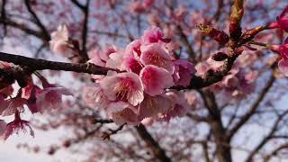 【本巣浄化センター　河津桜？】　岐阜県本巣市　2024年2月26日（月）　　Kawazu cherry bkossoms　Gifu-Japan