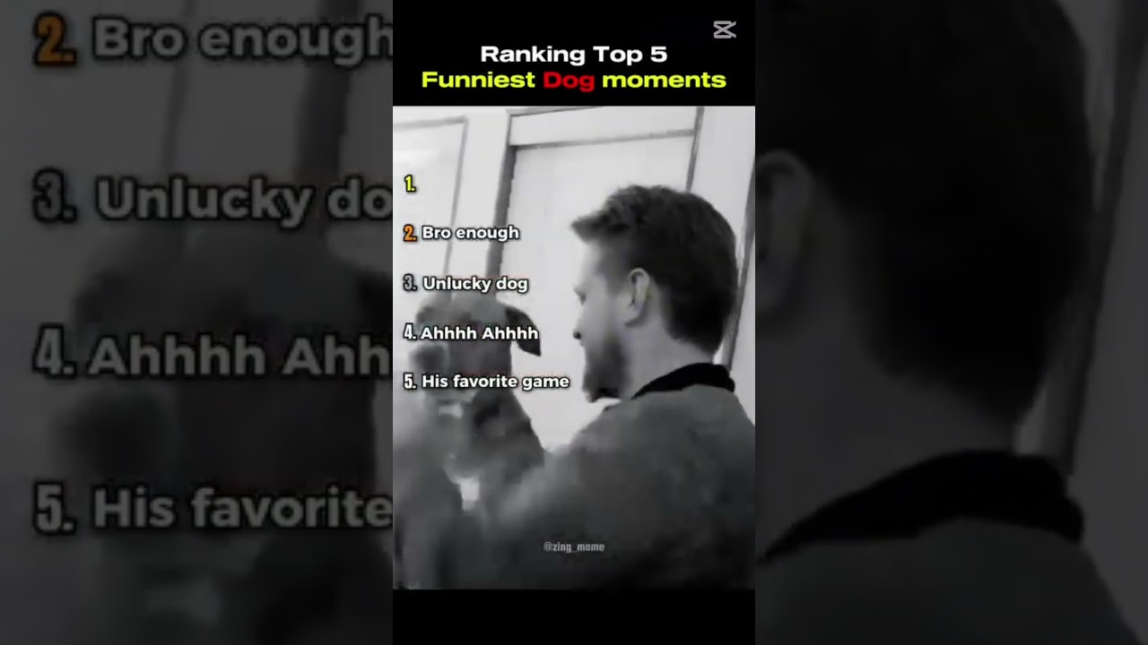 Ranking Best Dog moments 