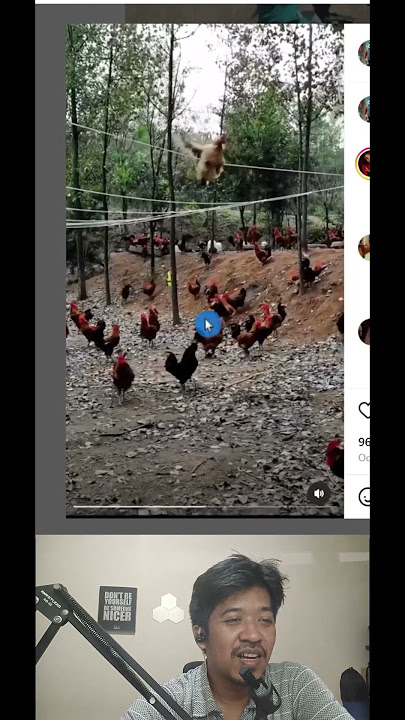 Video Lucu Ayam - Hewan #short #videolucu #shortlucu #videolucuhewan
