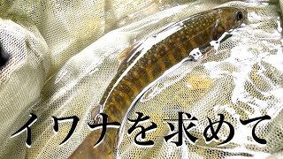 【渓流釣り】イワナを求めてデイキャンプしたよ 【渓流釣り】イワナを求めてデイキャンプしたよ