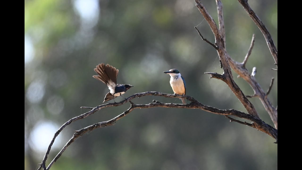 Where's the water?    Birding in the dry wetlands.