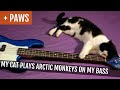 My cat plays Arctic Monkeys on my bass (100% REAL!)