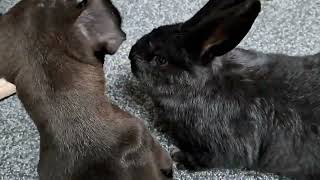 Two Of My Breedings. Black Vienna Rabbits Kit Smokey And Patterdale Terriers Pup Chimaera Fell Bunny