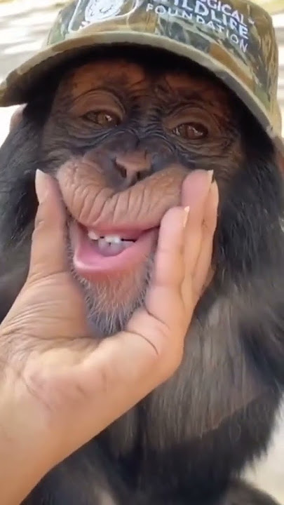 Monyet Lucu di Pegang Wajahnya Sambil Terompet #shorts  #monyetlucu #funnyvideo #funnymonkey