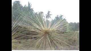 Download lagu Ma'e Baje - Oman Aludin (Oficial )