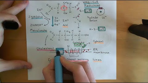 Cholesterol Metabolism Part 4