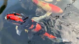 Best Guide to Koi Pond: Depth, Filtration System, and Water Change #KoiPond #KoiFish #PondFiltration