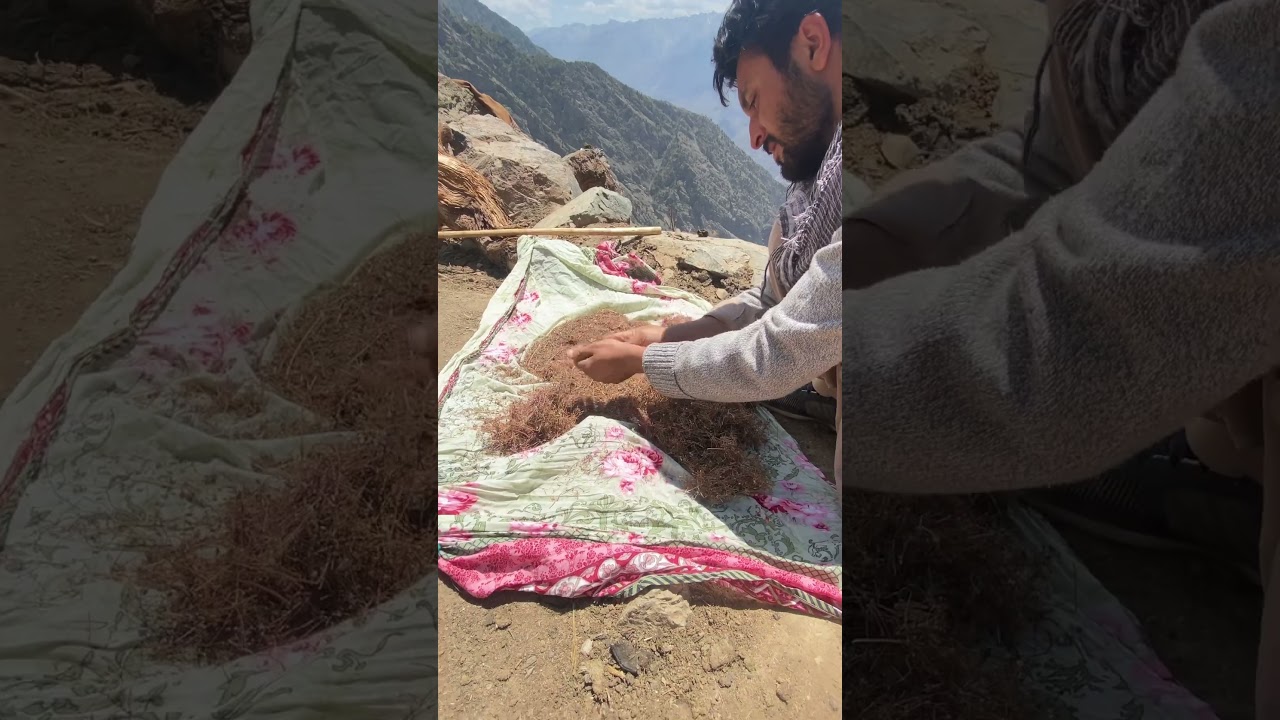 Picking cumin seed mountain of gilgit Batista 