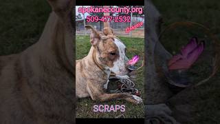 ADOPT US  💕 💕 adoptable dogs at SCRAPS SPOKANE WA