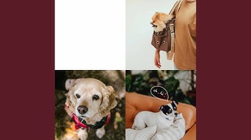 Pulsating Music for Best Behaved Dogs