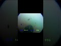 Contribute to environmental protection by collecting garbage underwater.