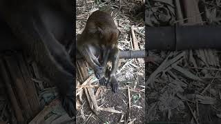 This Monkey Knows How to Emote and to Call My Attention, So Talented #shorts #funnyvideo #trending