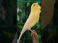 Chant Canaries Singing Canaris تغريد الكناري Chant Canaries Singing Canaris تغريد الكناري