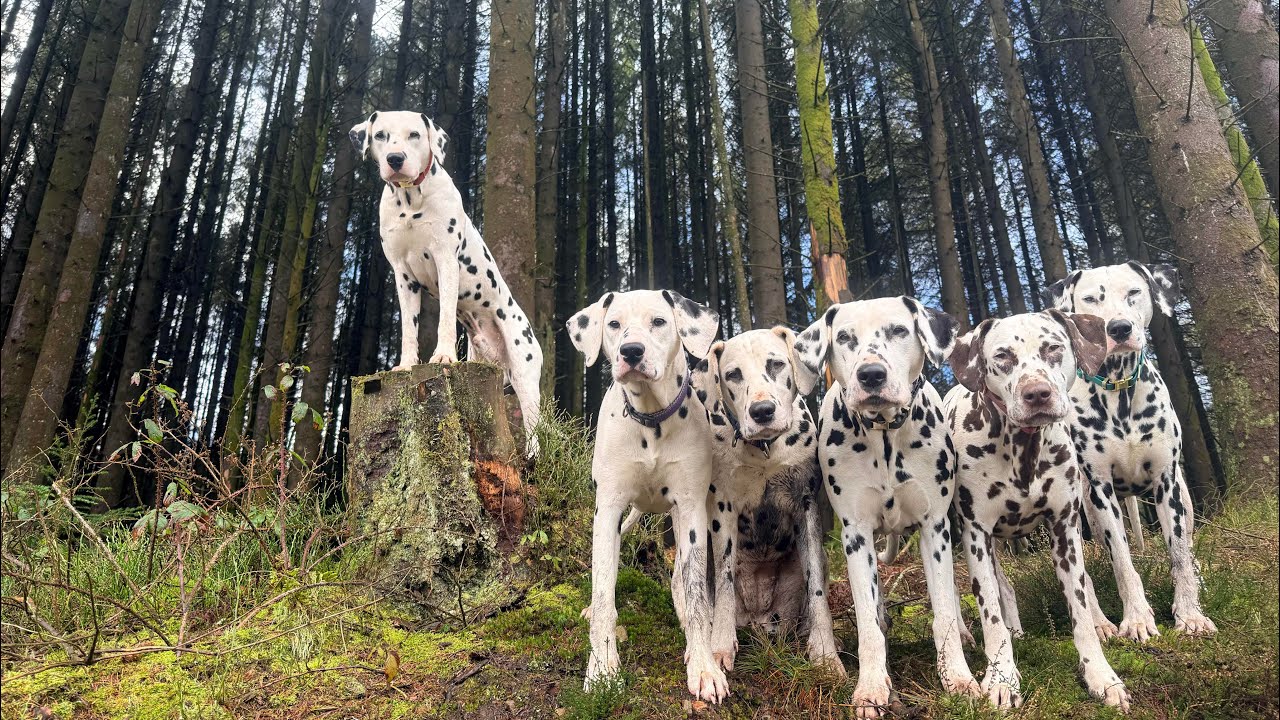 One week until crufts 