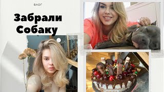 VLOG: ТОРТ Вишня в ШОКОЛАДЕ ✔ ЗАБРАЛИ СОБАКУ