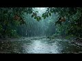 Peaceful Forest Rain at Midnight 🌙🌧️ — Calm Nature Sounds for Sleep