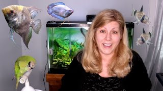 Feeding my fish - How do I take care of so many pets?