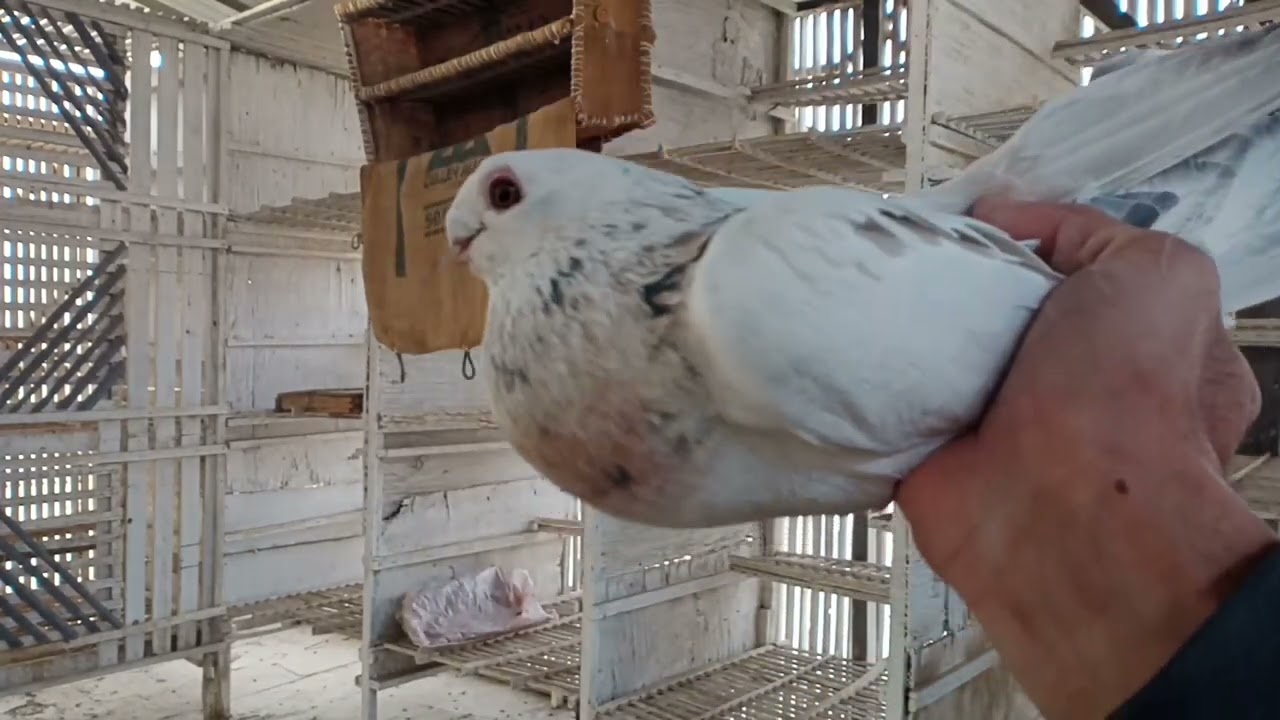 قصوص السلاكة للبيع شغاله بالضمان ٠١٠٢٧١٠٧٢٤١