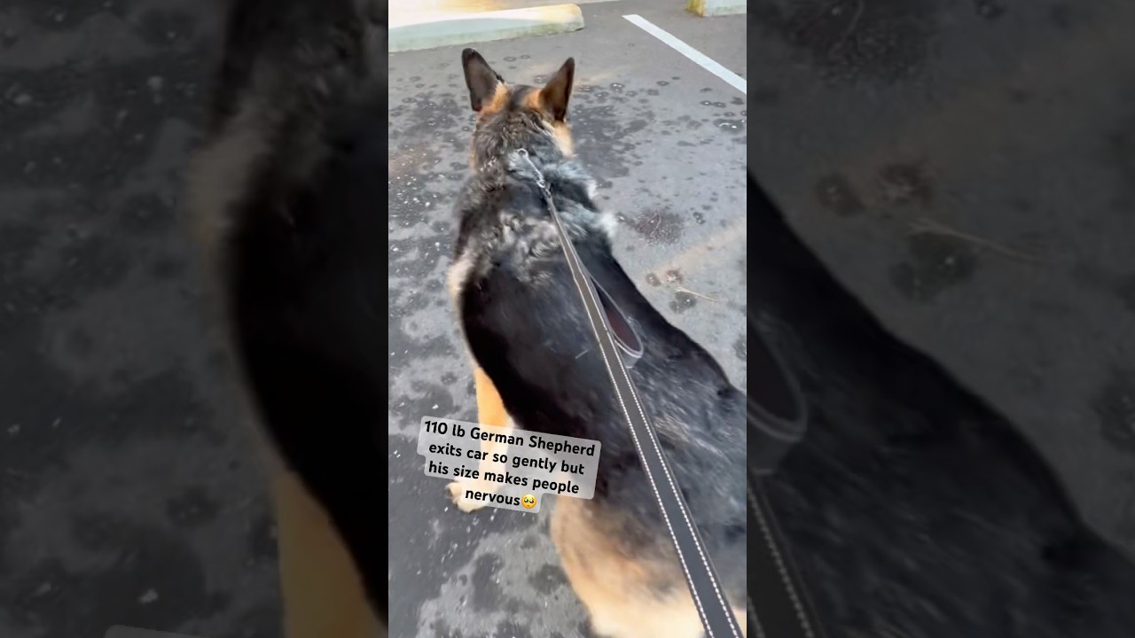 110lb German Shepherd Zeus makes a lot of people scared when he exits the car 😢#gsd #dog #shorts