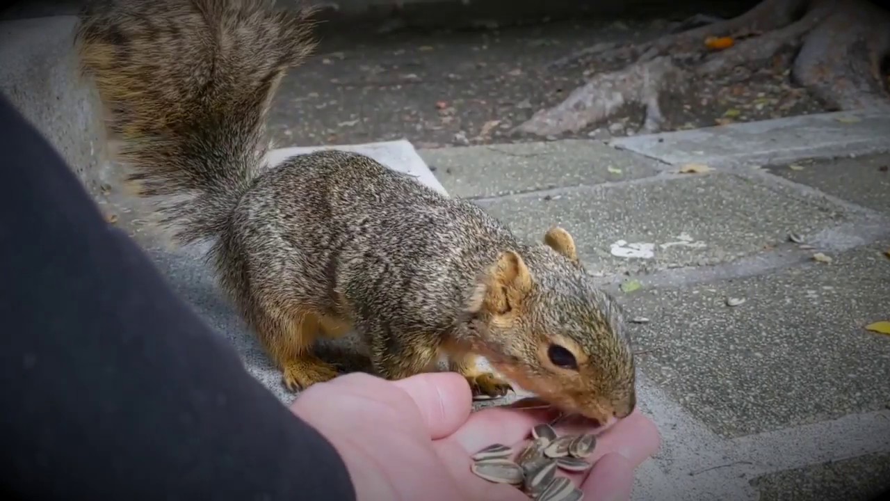 Squirrel Sunflower seed eating contest. YouTube