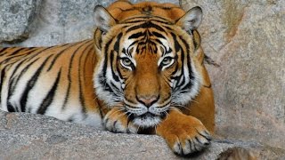 Тигры (лат. Panthera tigris)