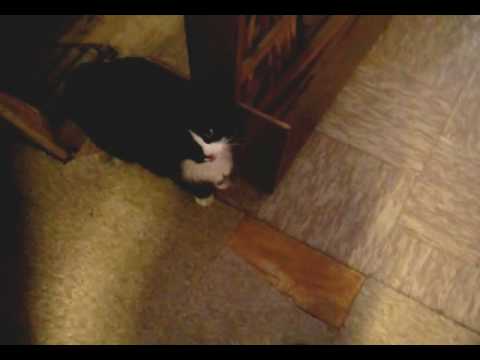 Kenny Glenn Cat Abuser Timmy Abuses Dusty Kenny Glenn Lawton Oklahoma