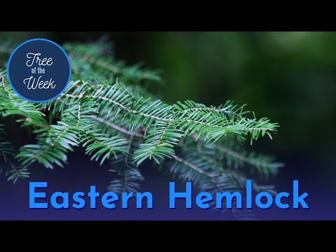 Video: Canadian Hemlock Tree Činjenice - Kako se brinuti o stablima kanadske hemlock