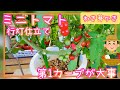 ミニトマトの行灯仕立て/第1カーブが大事/プランター栽培/家庭菜園/2023年